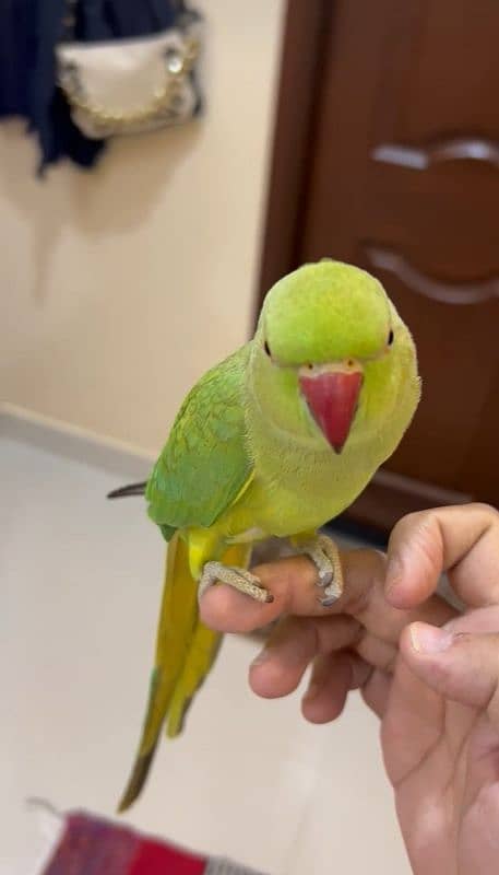 Ringneck Handtame Female Best Handtame Hai Bite Nahi Karti Hai 0