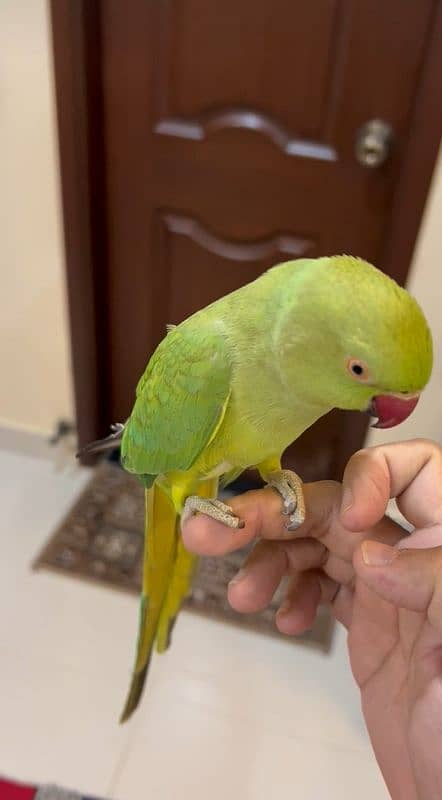 Ringneck Handtame Female Best Handtame Hai Bite Nahi Karti Hai 1