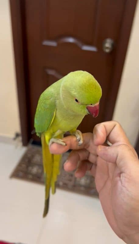 Ringneck Handtame Female Best Handtame Hai Bite Nahi Karti Hai 2