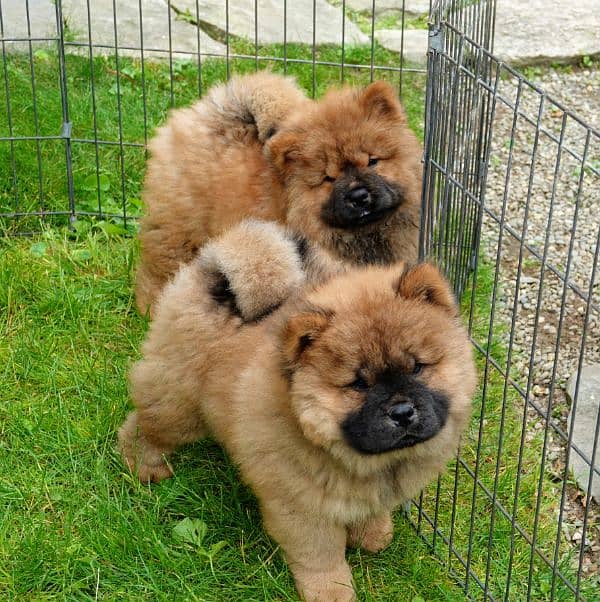 Chow chow male puppy available 0