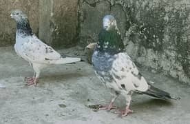 Pigeon