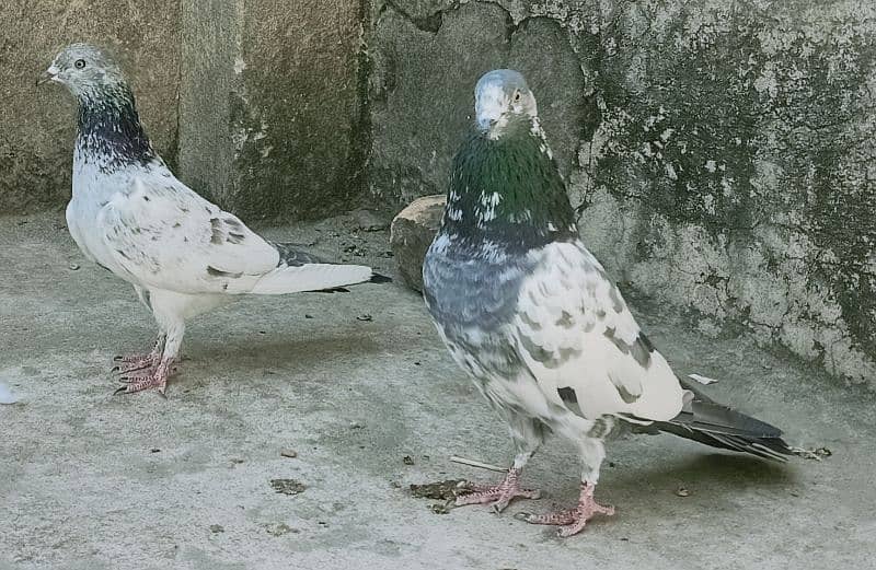 Pigeon Resulted Pairs available for sale  0308-5000940 0