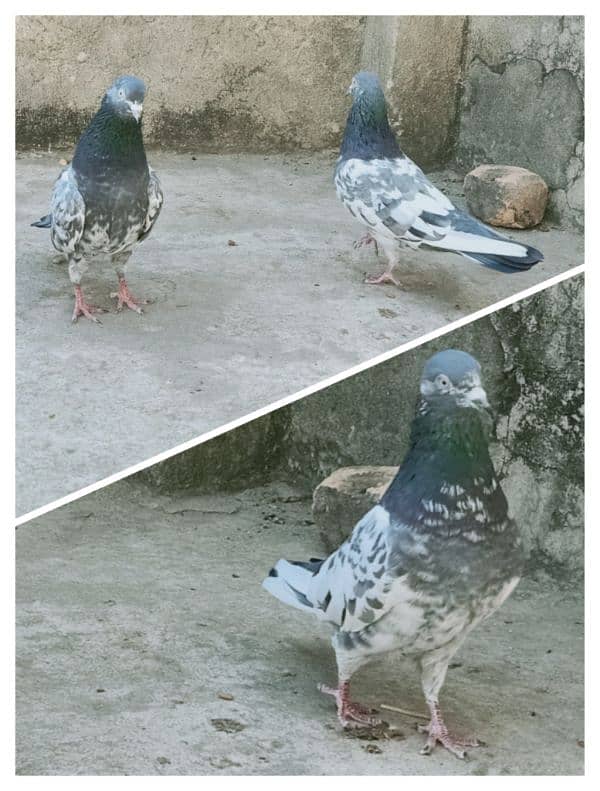 Pigeon Resulted Pairs available for sale  0308-5000940 1