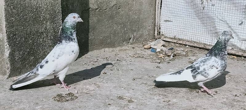 Pigeon Resulted Pairs available for sale  0308-5000940 2