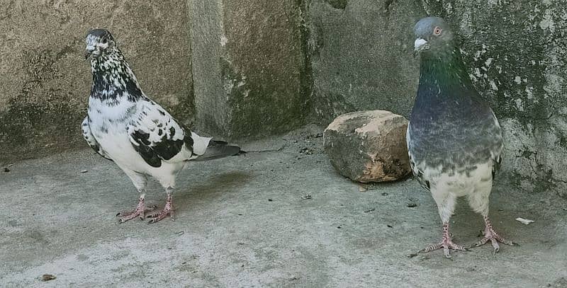 Pigeon Resulted Pairs available for sale  0308-5000940 3