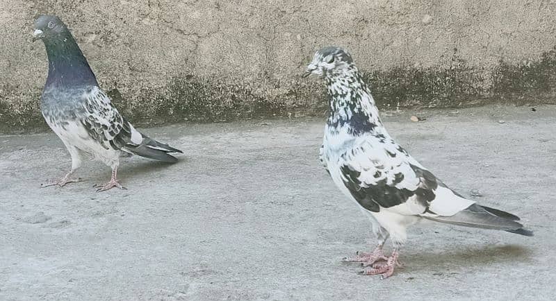 Pigeon Resulted Pairs available for sale  0308-5000940 4