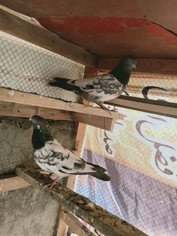 Pigeon Resulted Pairs available for sale  0308-5000940 5