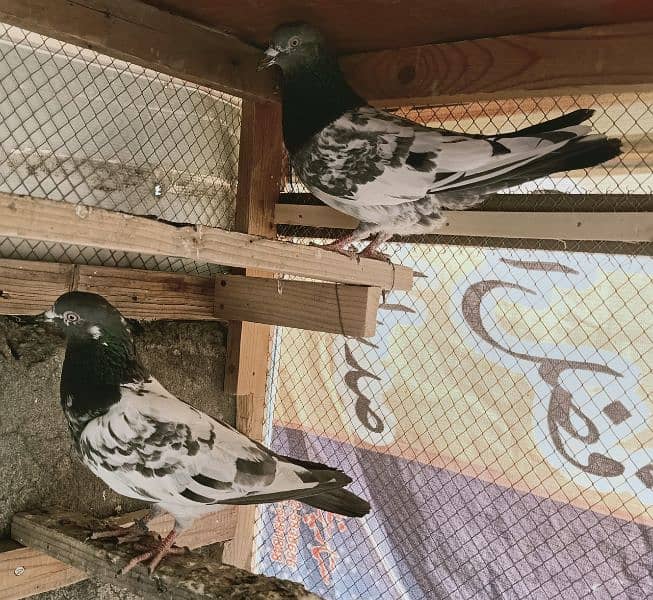 Pigeon Resulted Pairs available for sale  0308-5000940 6