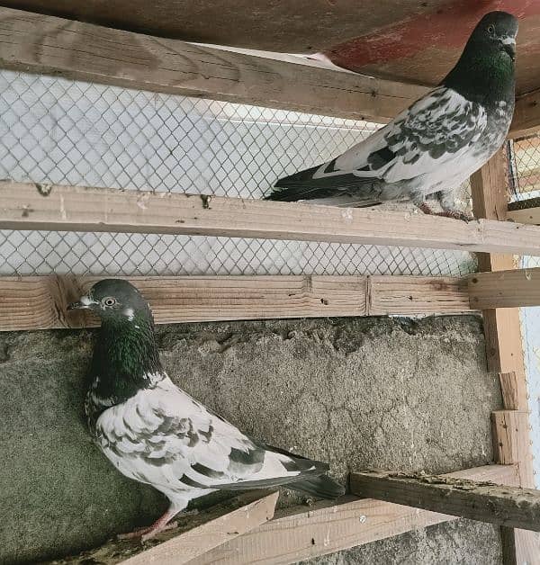 Pigeon Resulted Pairs available for sale  0308-5000940 7