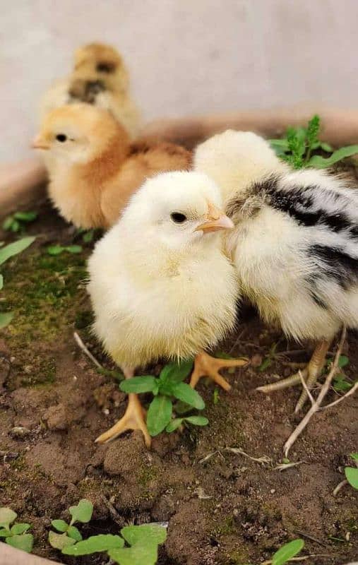 Golden | Misri | Broiler | white Layer | Australorp | RIR | Lohman| 7