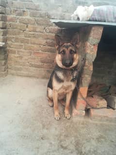 German Shepherd female