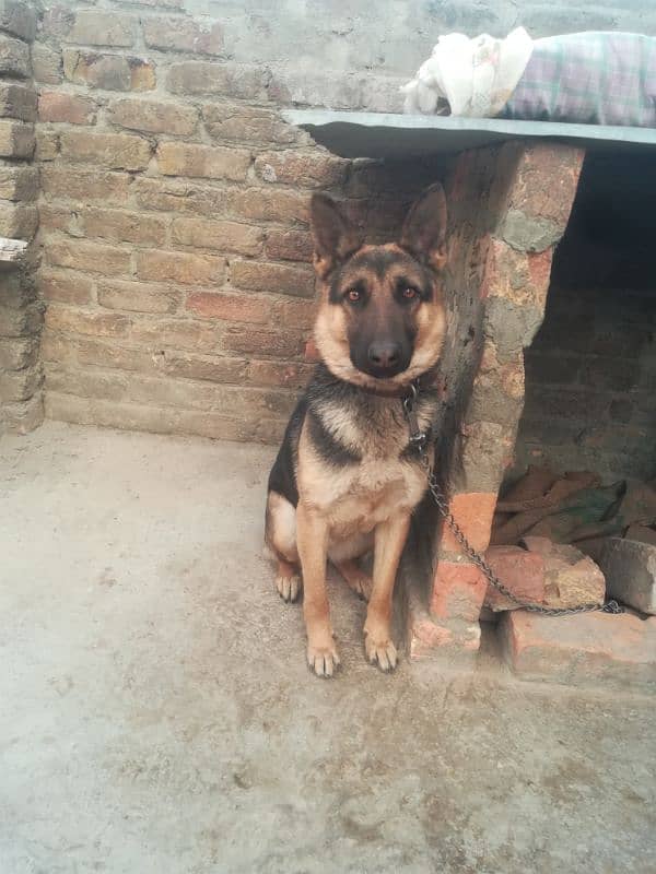 German Shepherd female 0