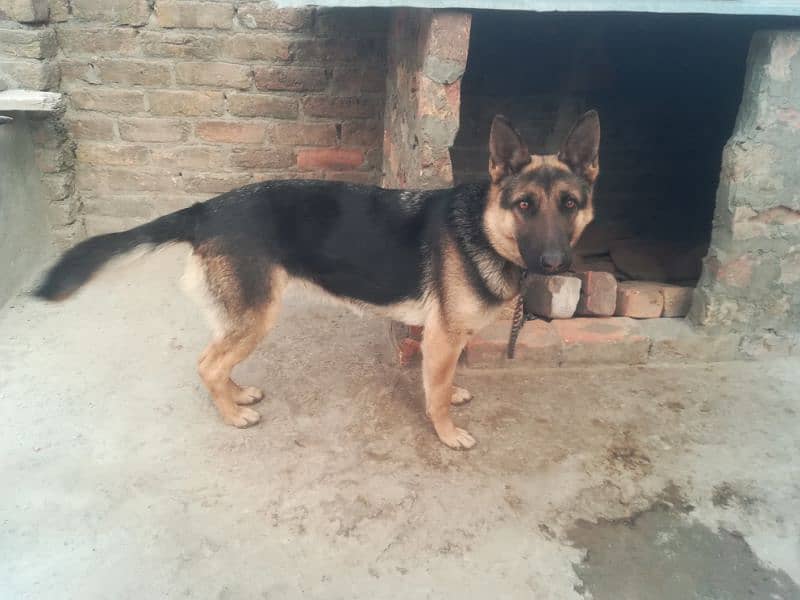 German Shepherd female 1