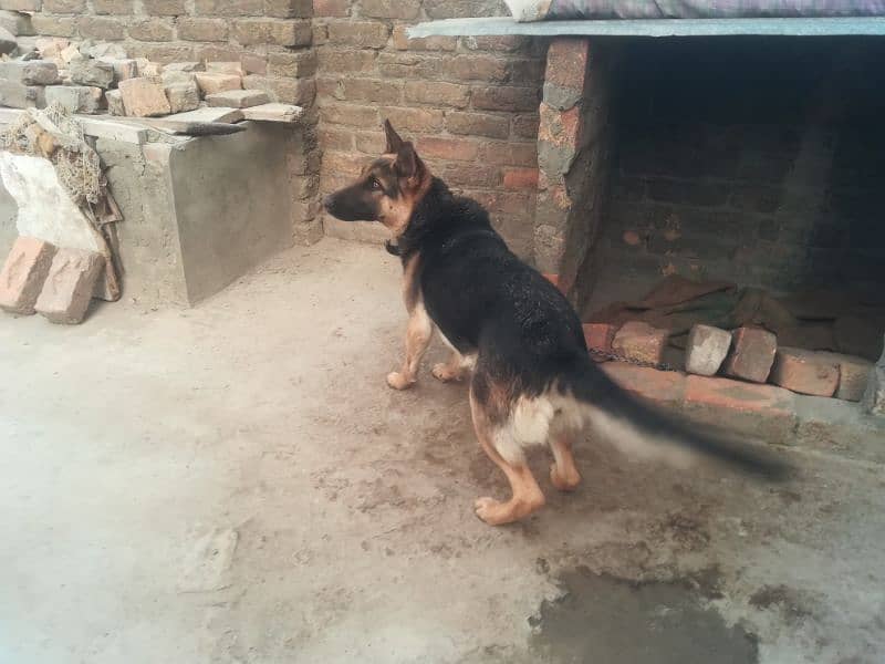 German Shepherd female 2