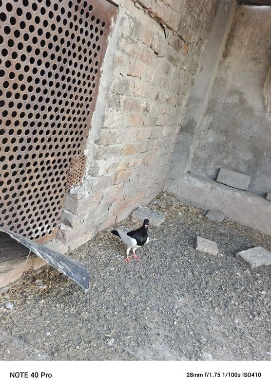 Danish pigeon 4