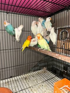 Love Birds/Castino/Strata off-line/Criminal/parrots/albino/blue bird