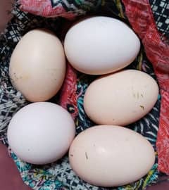 aseel lasani murgi k eggs