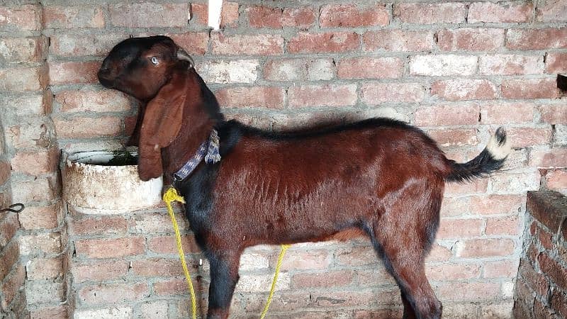 Nagra / Beetal / Breeder / Bakra (03238099912) 4