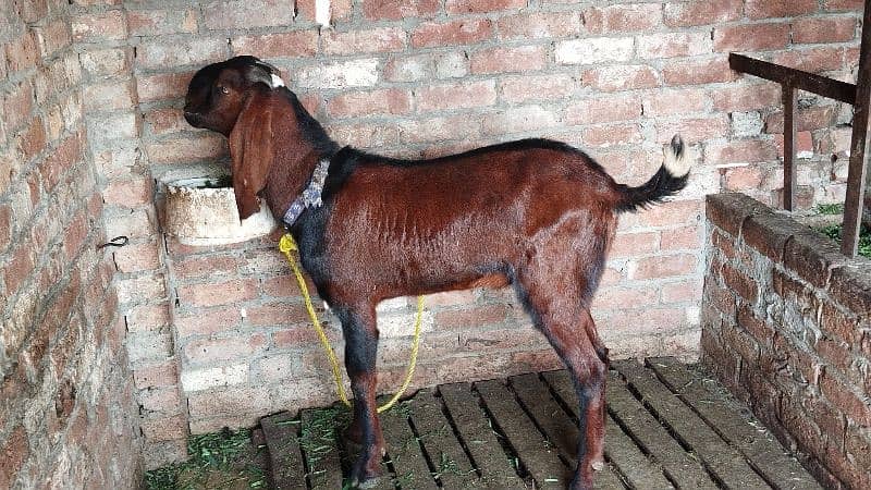 Nagra / Beetal / Breeder / Bakra (03238099912) 5