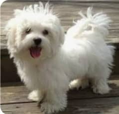 Maltese female dog available