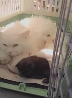 Cat With 2 Kitten