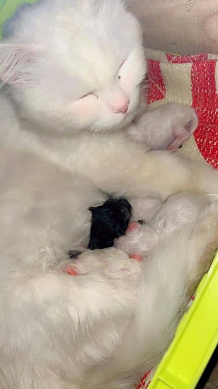 Cat With 2 Kitten 2