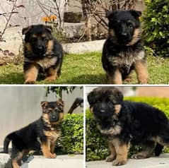 German shepherd Long Coat Male & Female  For Sale 03287625932WhatsApp