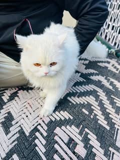 persian cat white colour