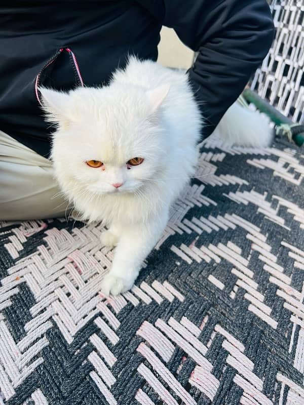 persian cat white colour 0