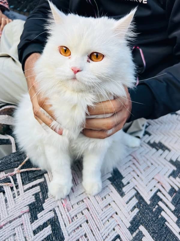 persian cat white colour 2