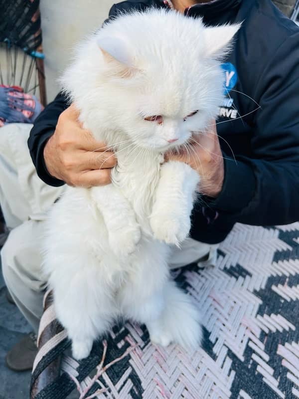 persian cat white colour 3