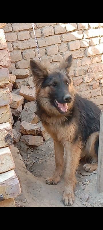 Jarman shepherd male available for sale argand 0