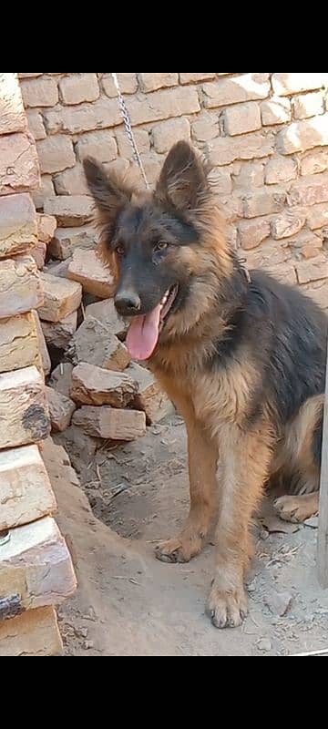 Jarman shepherd male available for sale argand 1