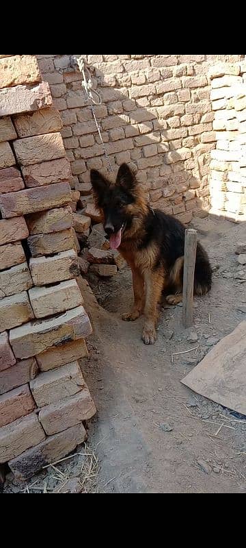 Jarman shepherd male available for sale argand 2