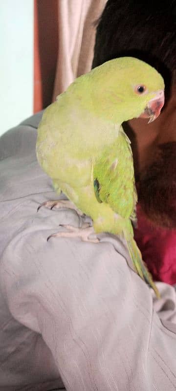 green parrot ringneck 0