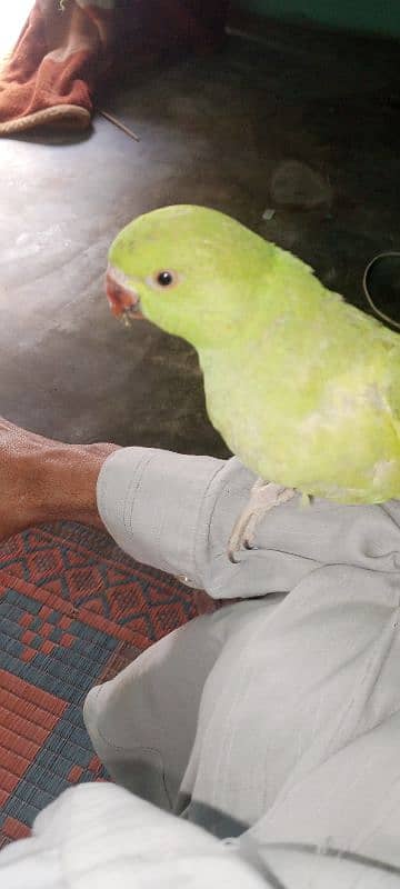 green parrot ringneck 1