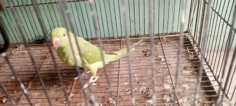 green parrot ringneck 2