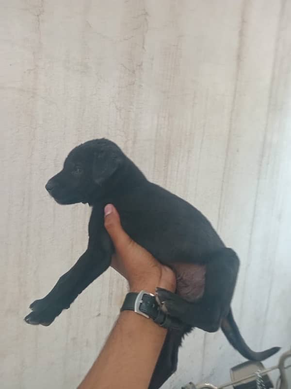 Labrador Dog Black colour 1