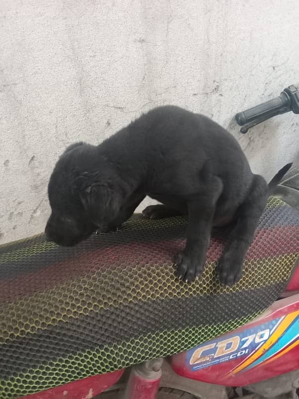 Labrador Dog Black colour 3