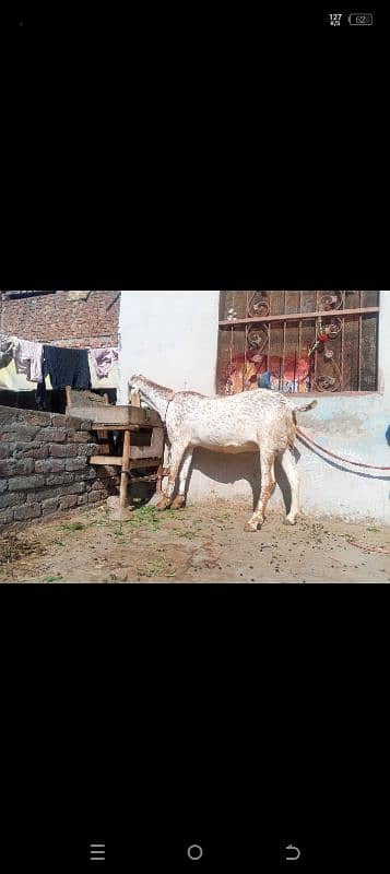 goat baqri makhe cheeni for sale. . 0324.40. 80.620 0