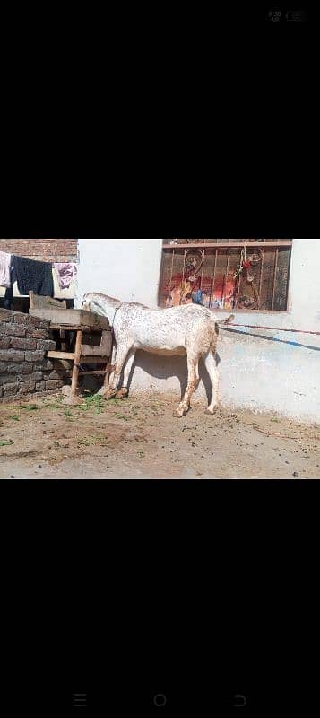 goat baqri makhe cheeni for sale. . 0324.40. 80.620 1