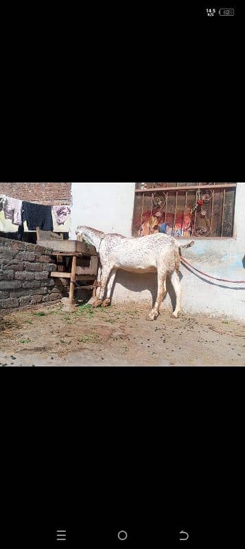 goat baqri makhe cheeni for sale. . 0324.40. 80.620 2