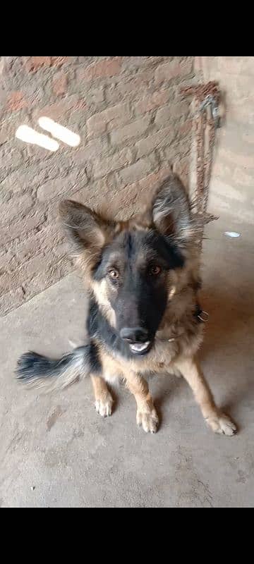 Jarman shepherd male available for sale argand 4