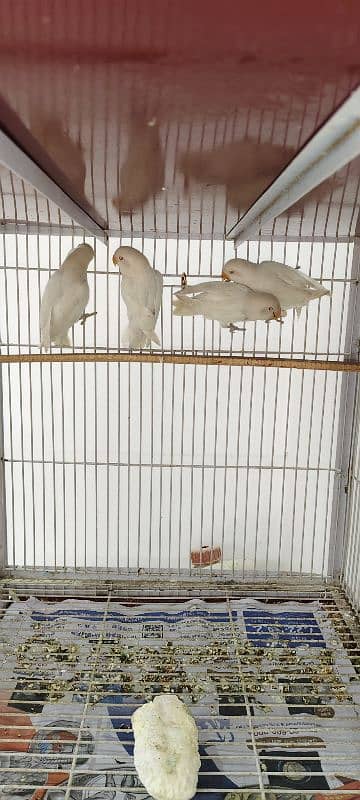 4 Albino Red eye paty 1