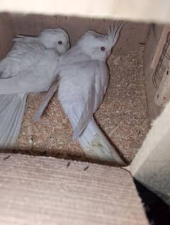 Parrots colony Available