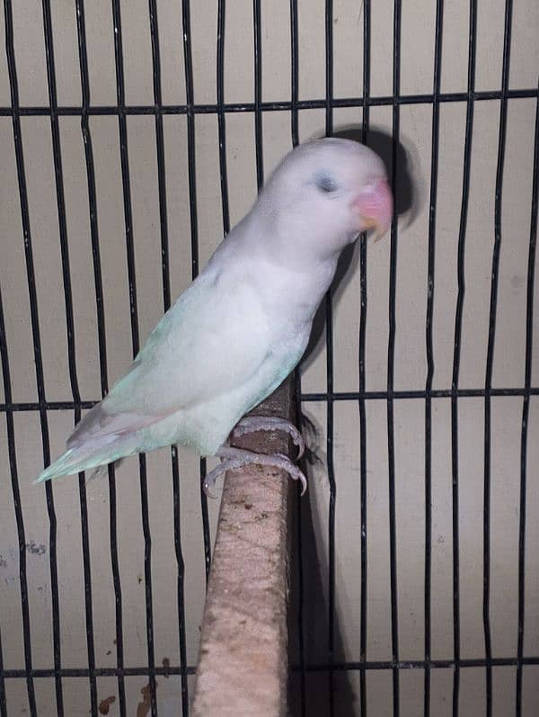 Parrots colony Available 3