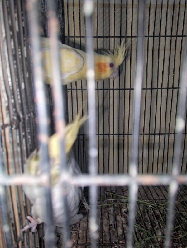 Parrots colony Available 5