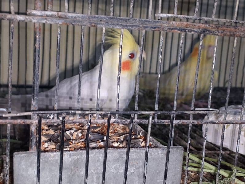 Parrots colony Available 7