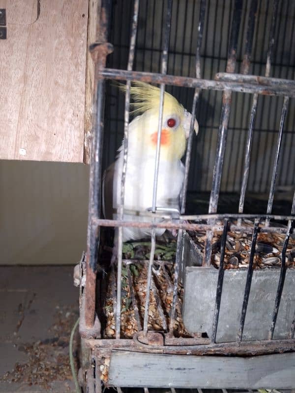 Parrots colony Available 8