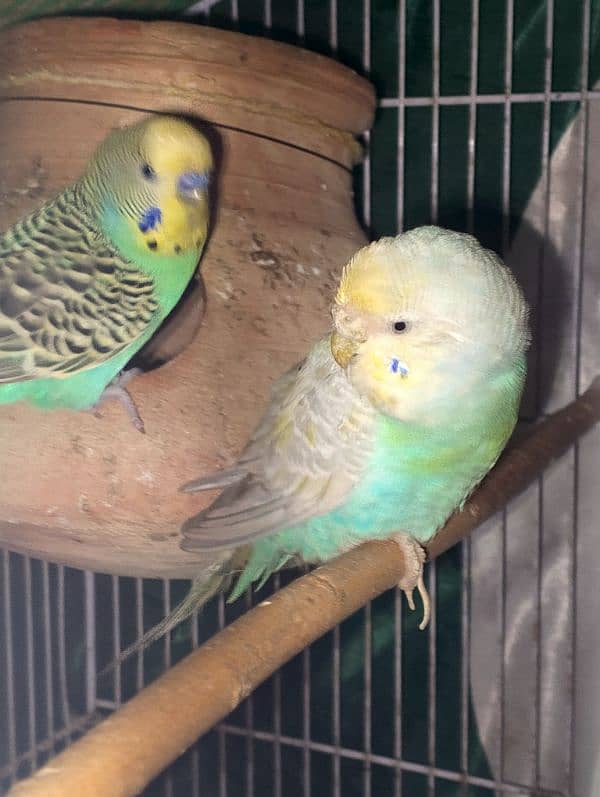 Parrots colony Available 10